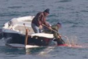due immagini mentre issano a bordo il cinghiale ucciso in modo vietato dalla legge